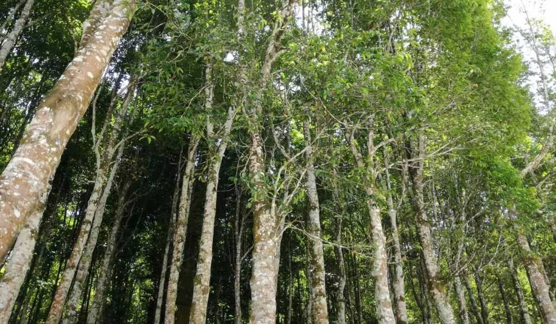 The Future of Agarwood Production: Where Tradition Meets Science